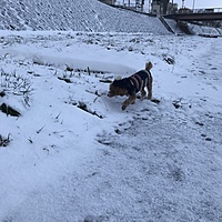 ふ。